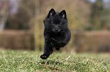 SCHIPPERKE 786